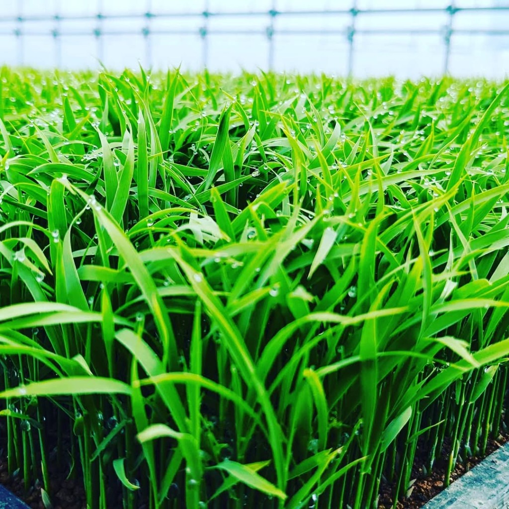 Sunny Farm About